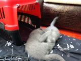 2 Aylık British Shorthair Dişi