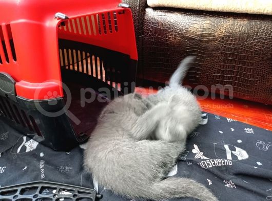 2 Aylık British Shorthair Dişi görsel