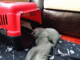 2 Aylık British Shorthair Dişi