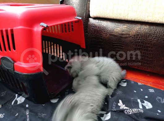 2 Aylık British Shorthair Dişi