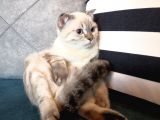 3.5 Aylık Safkan Silver Point Scottishfold Aşılı Sağlıklı