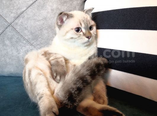 3.5 Aylık Safkan Silver Point Scottishfold Aşılı Sağlıklı görsel