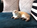 3.5 Aylık Safkan Silver Point Scottishfold Aşılı Sağlıklı