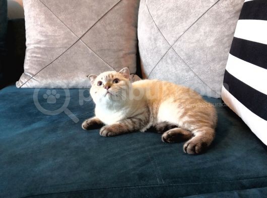 3.5 Aylık Safkan Silver Point Scottishfold Aşılı Sağlıklı görsel