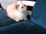 3.5 Aylık Safkan Silver Point Scottishfold Aşılı Sağlıklı