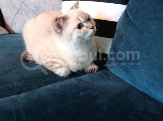 3.5 Aylık Safkan Silver Point Scottishfold Aşılı Sağlıklı görsel