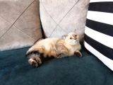 3.5 Aylık Safkan Silver Point Scottishfold Aşılı Sağlıklı