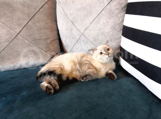 3.5 Aylık Safkan Silver Point Scottishfold Aşılı Sağlıklı görsel