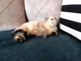 3.5 Aylık Safkan Silver Point Scottishfold Aşılı Sağlıklı