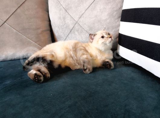 3.5 Aylık Safkan Silver Point Scottishfold Aşılı Sağlıklı