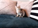 Safkan Silver Tabby Britishshorthair Aşılı