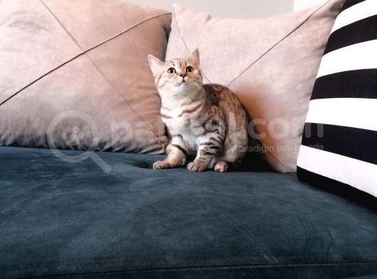 Safkan Silver Tabby Britishshorthair Aşılı görsel