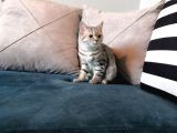 Safkan Silver Tabby Britishshorthair Aşılı