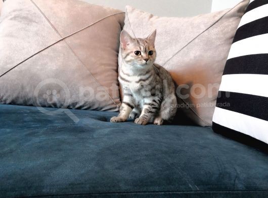 Safkan Silver Tabby Britishshorthair Aşılı görsel