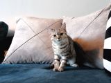 Safkan Silver Tabby Britishshorthair Aşılı