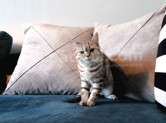 Safkan Silver Tabby Britishshorthair Aşılı görsel