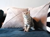 Safkan Silver Tabby Britishshorthair Aşılı