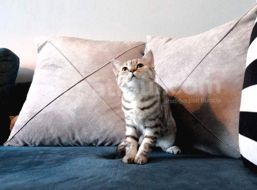 Safkan Silver Tabby Britishshorthair Aşılı görsel