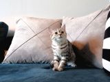 Safkan Silver Tabby BritishShorthair Aşılı