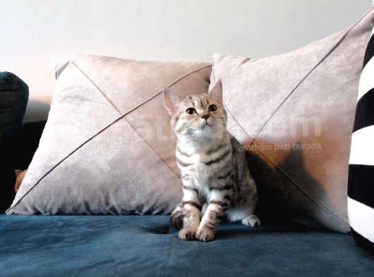 Safkan Silver Tabby Britishshorthair Aşılı