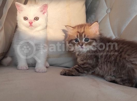 Muhteşem Kafa Yapili Bri̇ti̇sh Yavrular görsel