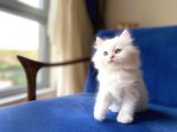 Muhtesem Tuy Yapisiyla Chincilla Yavrumuz