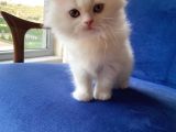 Muhtesem Tuy Yapisiyla Chincilla Yavrumuz