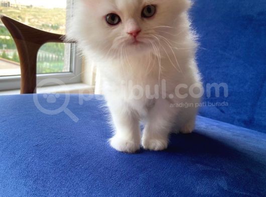 Muhtesem Tuy Yapisiyla Chincilla Yavrumuz