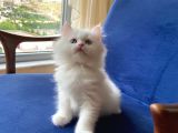 Muhtesem Tuy Yapisiyla Chincilla Yavrumuz