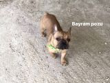 Red Fawn French Bulldog