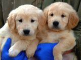 Irk Garantili Golden Retriever Yavrularımız