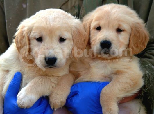 Irk Garantili Golden Retriever Yavrularımız