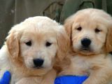 Irk Garantili Golden Retriever Yavrularımız