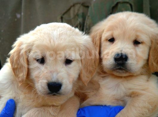 Irk Garantili Golden Retriever Yavrularımız görsel