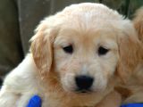 Irk Garantili Golden Retriever Yavrularımız