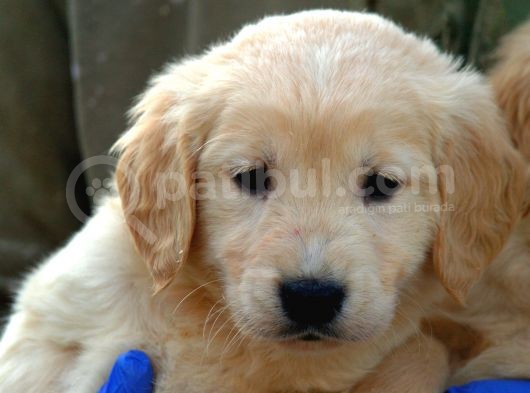 Irk Garantili Golden Retriever Yavrularımız görsel