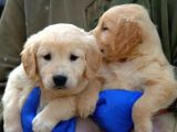 Irk Garantili Golden Retriever Yavrularımız