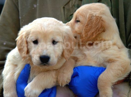 Irk Garantili Golden Retriever Yavrularımız görsel