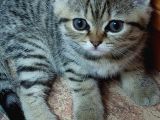 Brown Tabby Kızımız British Shorthair