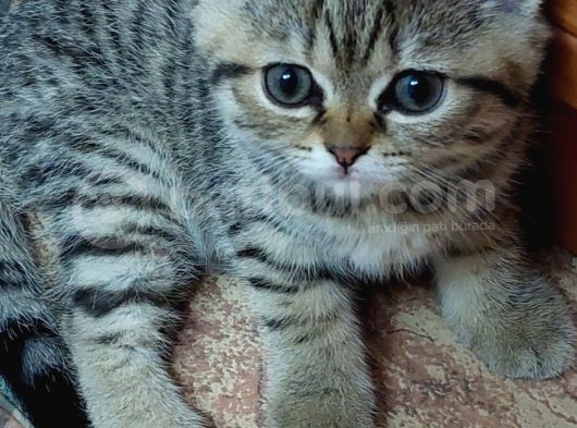 Brown Tabby Kızımız British Shorthair