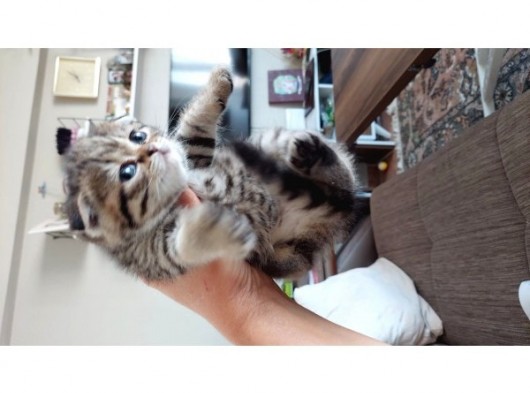 Brown Tabby Kızımız British Shorthair görsel