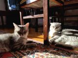 Brown Tabby Kızımız British Shorthair