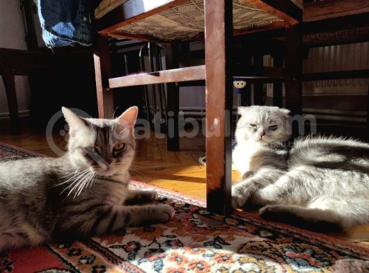 Brown Tabby Kızımız British Shorthair görsel