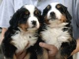 Irk Garantili Bernese Mountain Dog