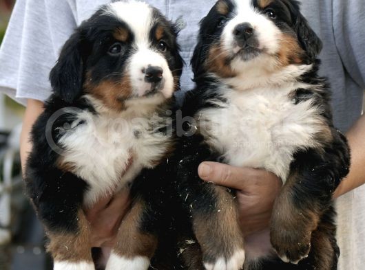 Irk Garantili Bernese Mountain Dog görsel