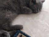 British Shorthair Erkek Kardeşler