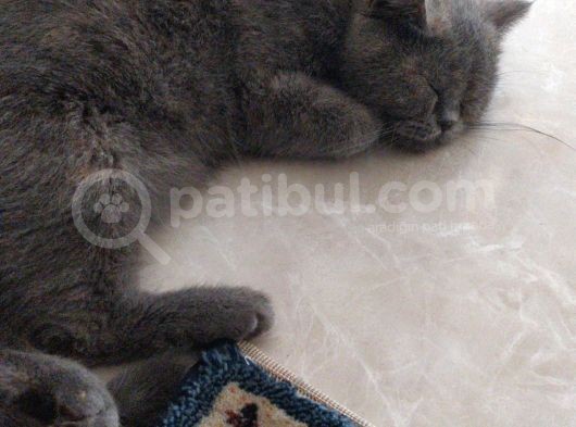 British Shorthair Erkek Kardeşler görsel