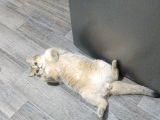 British Shorthair Erkek Kardeşler