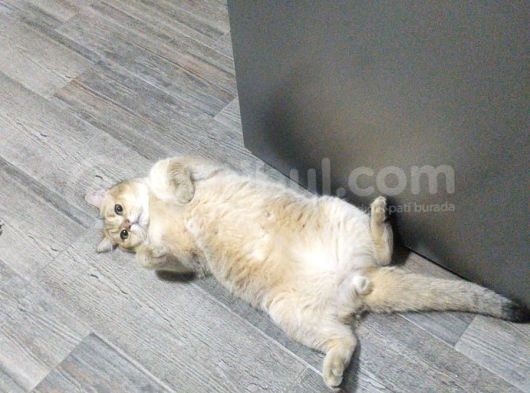 British Shorthair Erkek Kardeşler görsel