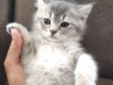 British Shorthair Erkek Kardeşler